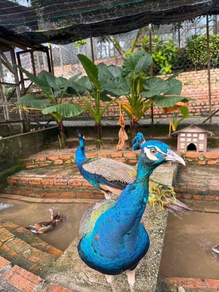 Павлин в Bukit Jelutong Eco Community Park