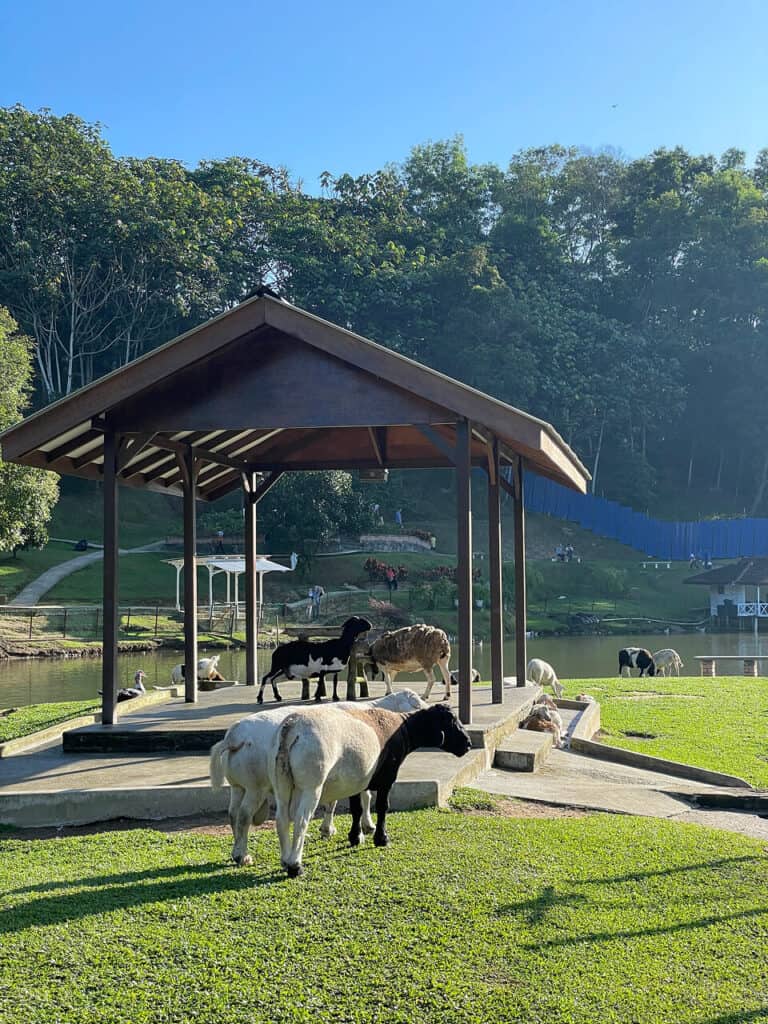 Овцы в Bukit Jelutong Eco Community Park